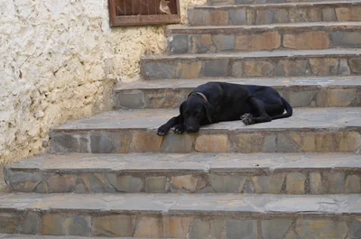 Découvrez le prix d'un monte escalier Stannah en 2026 : votre guide complet