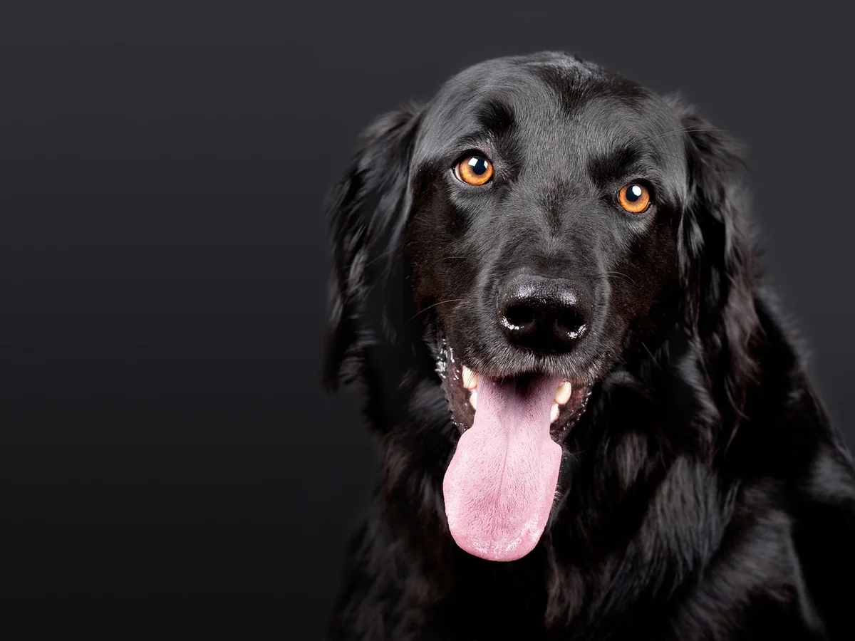 Découvrez les tarifs 2026 pour la détection canine des punaises de lit en France